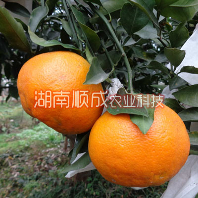 春見雜柑 又名春見、春見桔橙